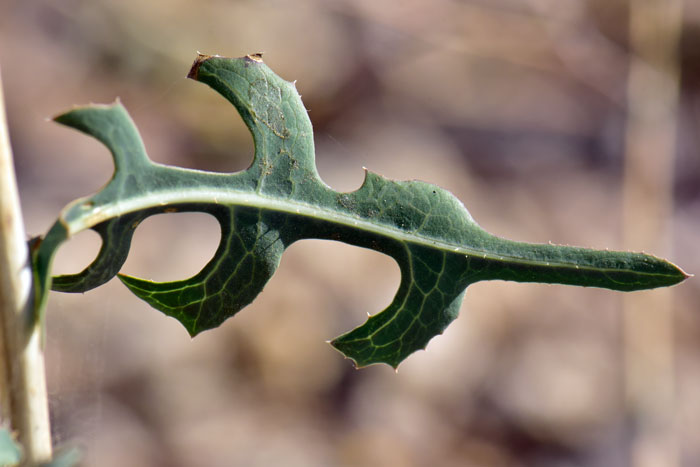 Prickly Lettuce; leaves prickly, clasping the stems as shown in photo; the green leaves have small teeth and deeply cut lobes. Lactuca serriola